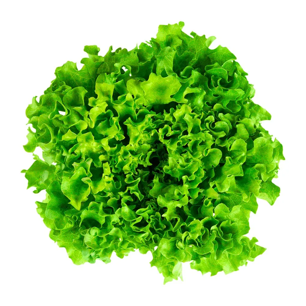 Lechuga Hidropónica